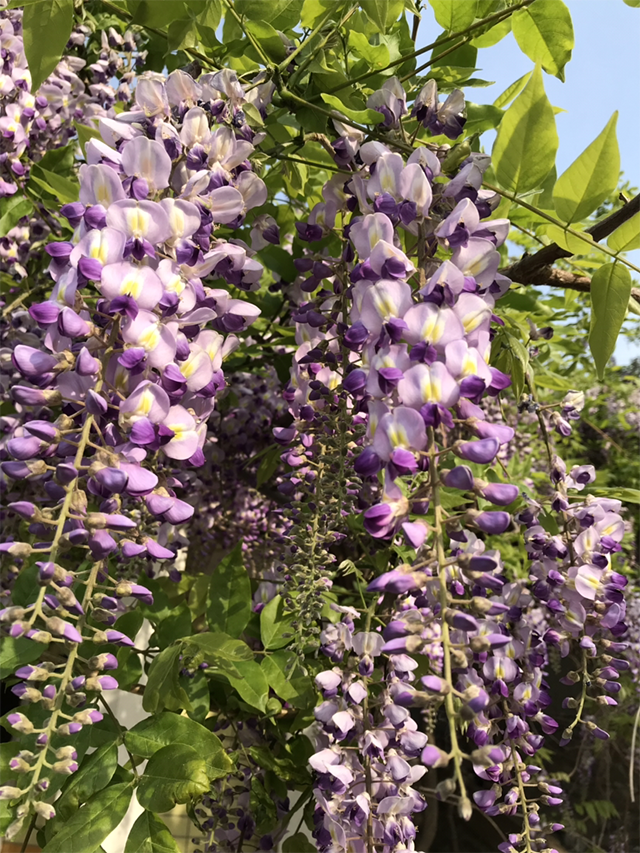  如何让耐盐碱的紫藤花在春天开花又多又香？