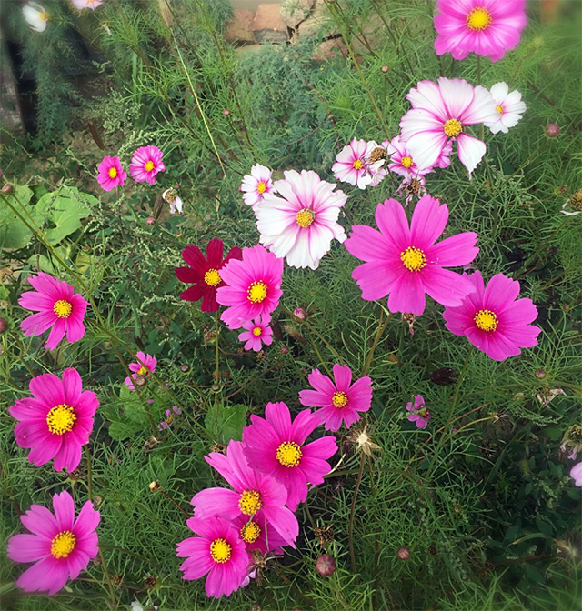 很漂亮的3種春天花朵？