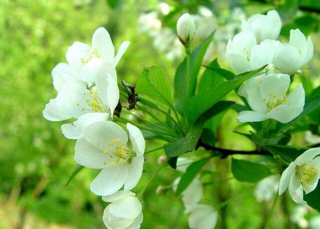 海棠花的种类及养殖方法说明